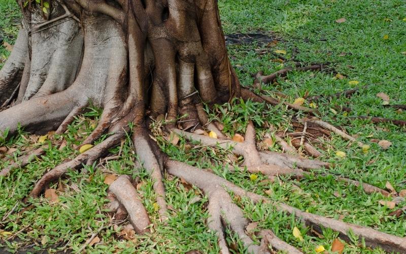 exposed tree roots can cause drainage problems